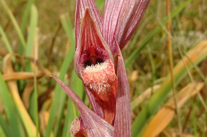 Serapias vomeracea - Gargano (FG)